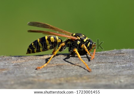 Isolated specimen of Vespula germanica (European wasp, German wasp), while scratching a wooden surface with its jaws, from which cellulose will be obtained, to build the nest.