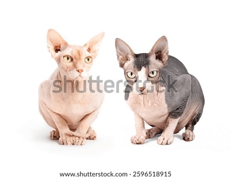 Isolated Sphynx cats looking at camera. Two naked cats sitting or crouching side by side. Bonded or pet companions for mental health. Lavender bi-color and solid red male Sphynx cat. Selective focus.