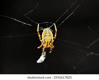 Isolated spider in the web, spider and black background