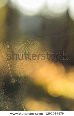 Similar – Image, Stock Photo nail snake Sunrise Sunset