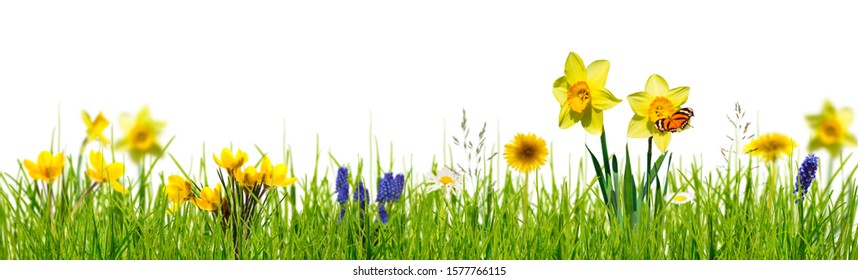 isolated spring meadow on white background, daffodils, grasses, dandelions with butterfly closeup, cheerful floral concept, blooming field in yellow and green colors, happy easter banner