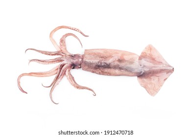 Isolated squid. Top view fresh squid on white background. 