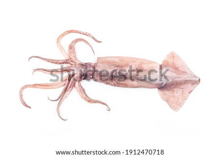 Isolated squid. Top view fresh squid on white background. 
