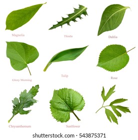 Sunflower Leaf Images, Stock Photos & Vectors | Shutterstock