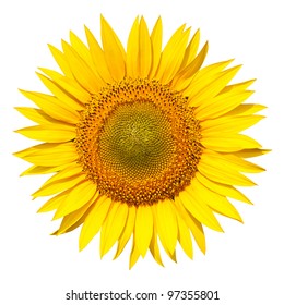 Isolated Sunflower On White Background.