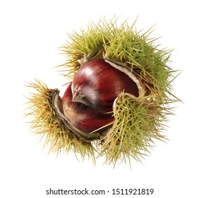 Isolated Sweet Chestnut In Shell