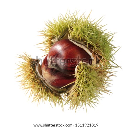 Isolated sweet chestnut in shell