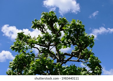Isolated Sycamore Maple tree with square bamboo frame support. botanical name Platunus Orientalis. deciduous tree. botany and environment concept. parks and nature.
