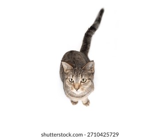Isolated tabby cat looking up while sitting. Top view of cute kitty cat with curious or playful body language waiting for food or watching bird. 1 year old female short hair tabby cat. Selective focus