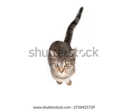 Isolated tabby cat looking up while sitting. Top view of cute kitty cat with curious or playful body language waiting for food or watching bird. 1 year old female short hair tabby cat. Selective focus