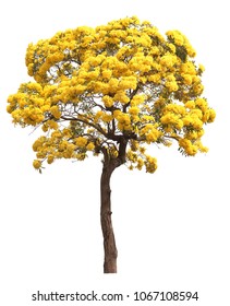 Isolated Tabebuia Golden Yellow Cortez Flower Blossom Tree On White Background