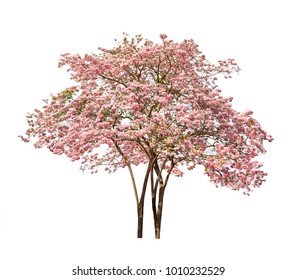 Isolated Tabebuia rosea tree with pink flower on white background
 - Powered by Shutterstock