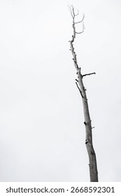 Isolated tall bare tree with cloudy white backdrop.