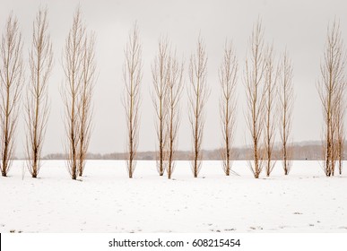 Isolated tall slim skinny trees with snow forest background. Snow on ground with isolated trees in line. Abstract nature background. Winter season forest background. Black and white.