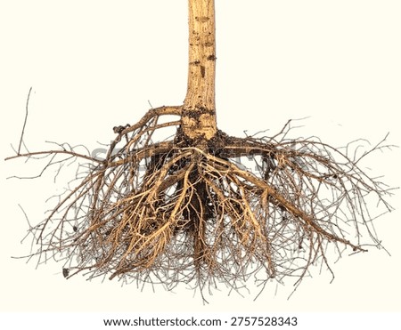 Isolated Taproot Structure Showing Primary Vertical Root in Premium Botanical Style