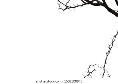isolated thorns branch for background and coppy  space , cliping path