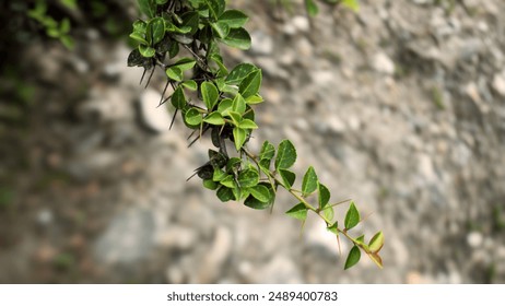 An isolated thorny branch of a rose plant with green leaves, adorned with sharp thorns, against a blurred background in Gilgit-Baltistan, Pakistan. - Powered by Shutterstock