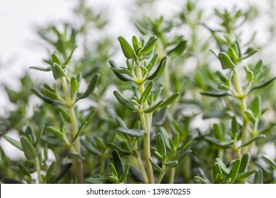 Isolated Thyme Plant