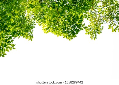 Isolated Top Tree Branch Green Leaf Stock Photo 1358299442 | Shutterstock