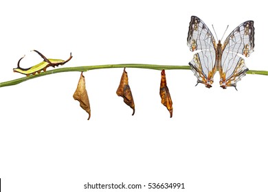 Isolated Transformation Of Common Map (Cyrestis Thyodamas ) Butterfly From Caterpillar On Twig With Clipping Path , Change Concept