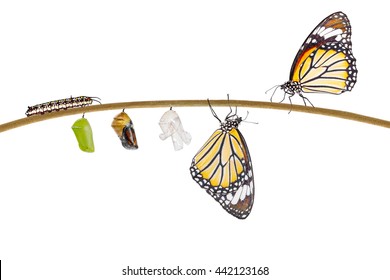 Isolated Transformation Of Common Tiger Butterfly Emerging From Cocoon On Twig With Clipping Path