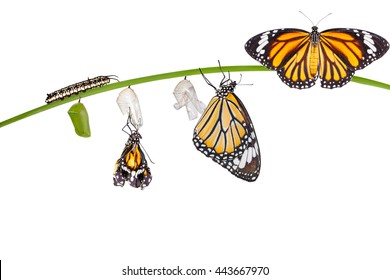 Isolated Transformation Of Common Tiger Butterfly Emerging From Cocoon On Twig With Clipping Path