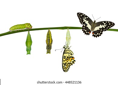 Isolated Transformation Of Lime Butterfly ( Papilio Demoleus ) On White With Clipping Path