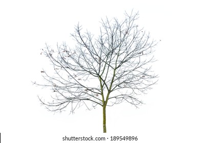 Isolated Tree Against White Background Stock Photo 189549896 | Shutterstock