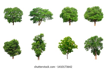 Collection Realistic Trees Isolated On White Stock Vector (Royalty Free ...