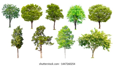 Tree Images, Stock Photos & Vectors | Shutterstock