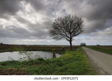 isolated tree in countryside landscape flanders Belgium