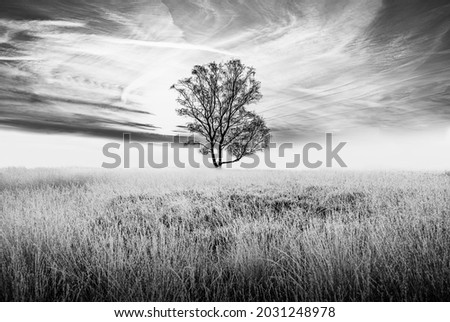 Similar – Wahner Heide ruhig Natur