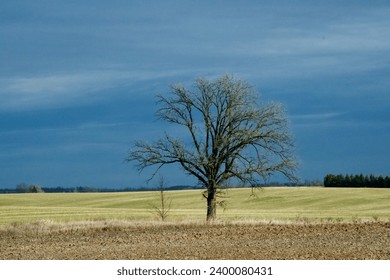 an isolated tree in the foreground on a bright green field with dark storm clouds in the background causing a bold contrast with the horizon