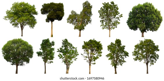 isolated tree green set is located on a white background.Collection of isolated tree green on white background