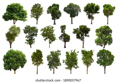 1,361,243 Trees set Images, Stock Photos & Vectors | Shutterstock