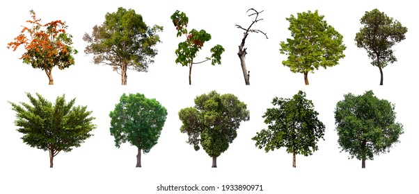 isolated tree green set is located on a white background. Collection of isolated tree green on white background Tropical tree - Powered by Shutterstock