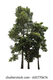 isolated tree group