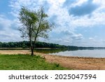 An isolated tree growing on the coastline of Freeman Lake in Elizabethtown, KY with calm waters and cumulus clouds in a blue sky.