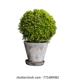 Isolated Tree, House Plant On The Gray Cement  Pot, Mockup Plant Decoration.