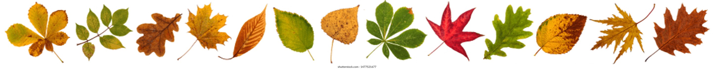 Isolated tree leaves on a white background - Shutterstock ID 1477521677
