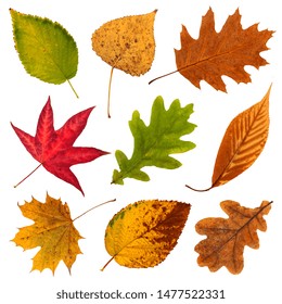 Autumn Falling Leaves Isolated On Transparent Stock Vector (Royalty ...