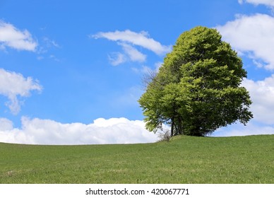 Isolated Tree Middle Green Meadow Stock Photo 420067771 | Shutterstock