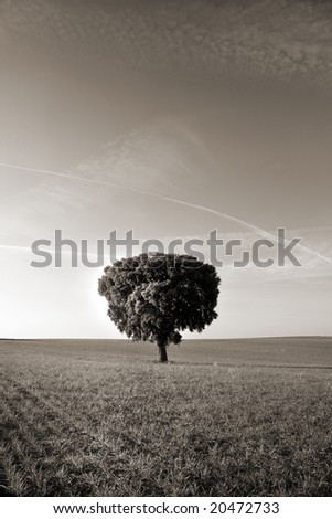 Similar – Image, Stock Photo Emotions | a day comes to an end. Tree silhouette in evening light