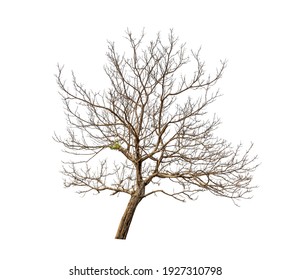Isolated Tree With No Leaves Or Dead Tree On White Background