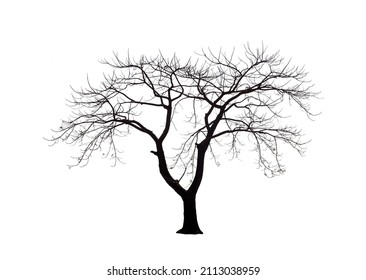 Isolated tree with no leaves or dead tree on white background - Powered by Shutterstock