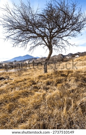 isolated tree on the hill without leaves in autumn without people
