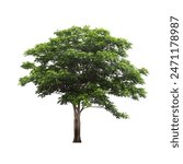 Isolated tree on white background