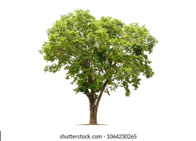 Isolated Tree On White Background.It Is Burmese Rosewood,Andaman Redwood,Amboyna Or Padauk.Can See In The Forest At Thailand.