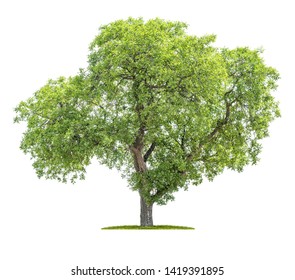 Isolated Tree On A White Background - Juglans Regia - Walnut Tree