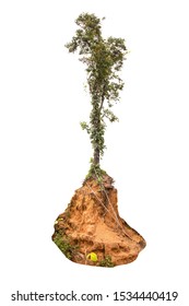 Isolated tree on white background with a cliping path.